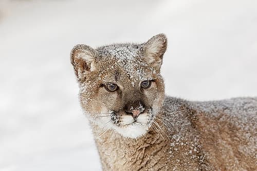 Juvenile mountain lion in deep winter snow-controlled situation-Montana-Puma concolor Art Print by Adam Jones